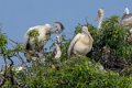 10 Dag 13 Vogels en meer