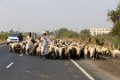 9200 Onderweg Naar de zomerweiden