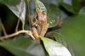3075 Andasibe NP Madagascar Boophis