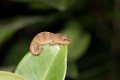3111 Andasibe NP Short horn Cameleon