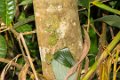3124 Andasibe NP Bladstaart Gekko