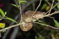 3145 Andasibe NP Short horn Cameleon