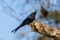 3154 Andasibe NP Kuifdrongo