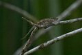 3160 Andasibe NP Cameleon
