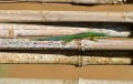 3162 Andasibe NP Gestreepte Daggekko