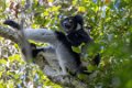 3177 Andasibe NP Indri