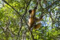 3206 Andasibe NP Diadem Sifaka
