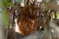 3315 Andasibe NP Madagascar dwergooruil