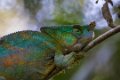 3355 Andasibe NP Parson Cameleon