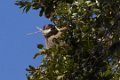 Andasibe NP Common Brown Lemur