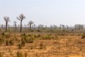 0219 Naar Bekopaka Baobabs