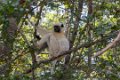 0280 Tsingy de Bemaraha Deckens Sifaka