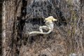 0287 Tsingy de Bemaraha Deckens Sifaka