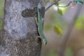 0288 Tsingy de Bemaraha Madgascar Daggekko