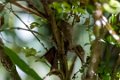 0523 Ramonafana NP Bladstaart Gekko