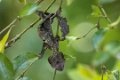 0527 Ramonafana NP Bladstaart Gekko