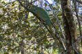 0538 Ramonafana NP Parsons Kameleon