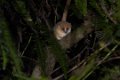 Ramonafana NP Brown mouse Lemur