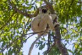 0994 Isalo NP Verreaux Sifaka