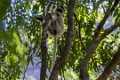 1002 Isalo NP Verreaux Sifaka