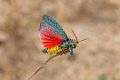 Tsaranoro Vallei Rainbow Milkweed Springkhaan