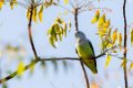 3440 Ifaty Lovebird