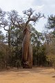 0338 Kirindy NP LoveBaobab