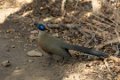 0366 Kirindy NP Grote Coua