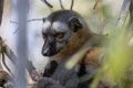 0369 Kirindy NP Eulemur Maki