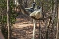 0381 Kirindy NP Verreaux Sifaka