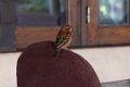 Ampefy Madagascarwever