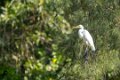 3632 Phuket Grote Ziverreiger