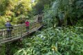 5190 Shunan Zhunai Bamboo Sea