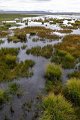 6036 Ruoergai Zoige flower lake