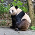 6530 Dujiangyan Panda