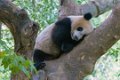 6531 Dujiangyan Panda