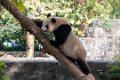 6537 Dujiangyan Panda