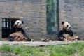 6552 Dujiangyan Panda
