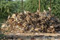6774 Jorbeer NP Vogels