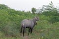 Chandelao Nilgai