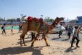 7179 Pushkar Festival