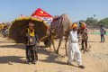 7180 Pushkar Festival