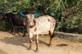 7288 Pachewar Platteland