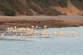 8455 Mandvi Flamingos