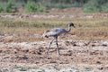 8484 Bajana safari Jonge kraanvogel