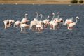 8510 Bajana safari Flamingos