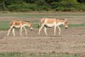 8521 Bajana safari Wilde Ezel