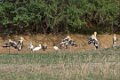 8525 Bajana safari Indische Nimmerzat