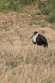 8526 Bajana safari Bisschopsooievaar 2