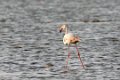 8545 Bajana safari Flamingos